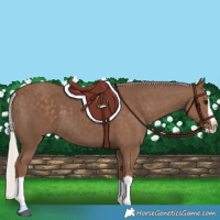 Horse Color:Silver Black Splash 