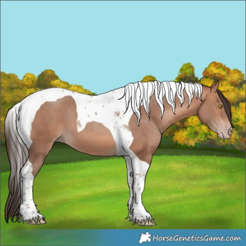 Horse Color:Amber Champagne Tobiano 