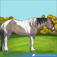Horse Color:Brown Dun Tobiano 