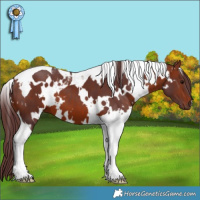 Horse Color:White Spotted Chocolate Bay Tobiano 