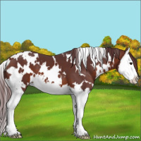 Horse Color:White Spotted Chocolate Brown Splash Varnish 