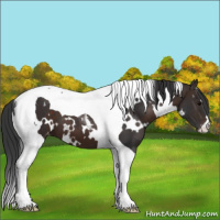 Horse Color:White Spotted Brown Tobiano Appaloosa 