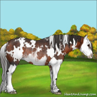 Horse Color:White Spotted Bay Splash Rabicano 