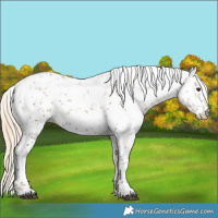 Horse Color:Palomino Ice Sabino 