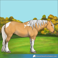 Horse Color:Silver Buckskin Tobiano
