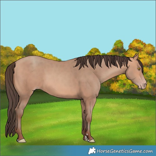 Horse Color:Amber Champagne 