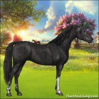 Horse Color:Smoky Black  and Gray Smoky Black 