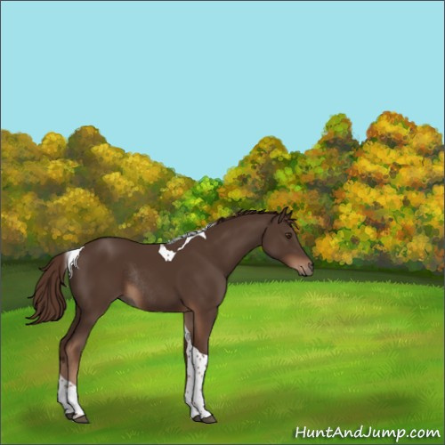 Horse Color:Liver Chestnut Tobiano Rabicano 