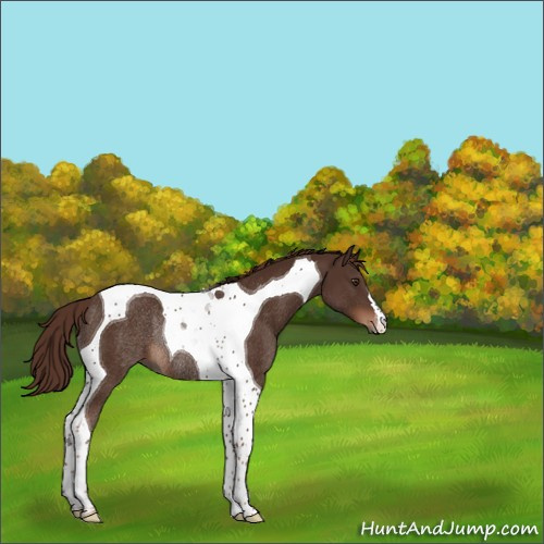 Horse Color:Liver Chestnut Tobiano Rabicano 