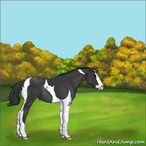 Horse Color:Black Splash Tobiano Rabicano 