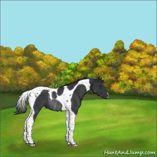 Horse Color:Black Tobiano Rabicano 