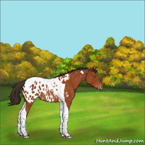 Horse Color:Buckskin Tobiano Appaloosa Rabicano 