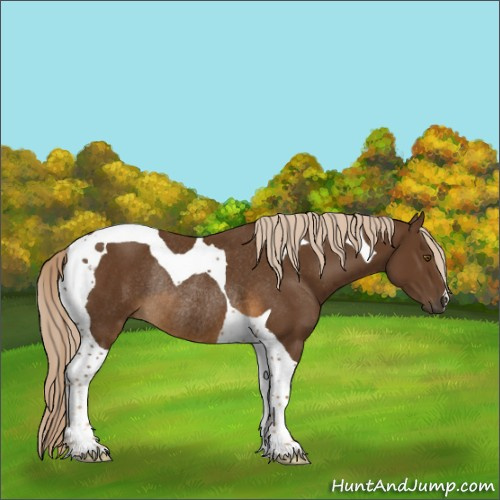 Horse Color:Chocolate Palomino Tobiano Rabicano 