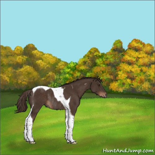 Horse Color:Liver Chestnut Tobiano Rabicano 
