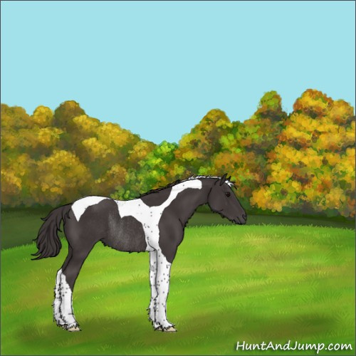 Horse Color:Smoky Black Tobiano Rabicano 