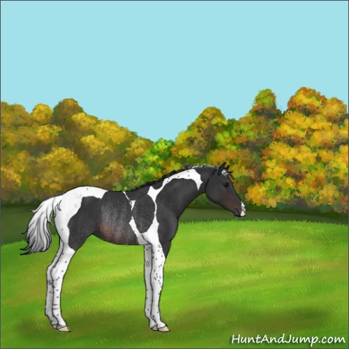 Horse Color:Brown Tobiano Rabicano 