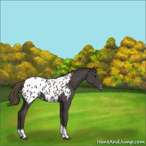 Horse Color:Smoky Black Tobiano Appaloosa