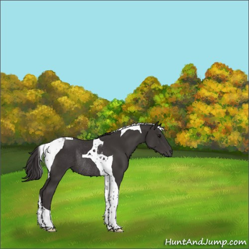 Horse Color:Smoky Black Tobiano Rabicano 