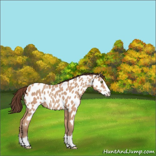 Horse Color:Sable Champagne Sabino Splash Appaloosa 