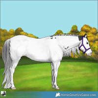 Horse Color:Black Splash Tobiano Rabicano 