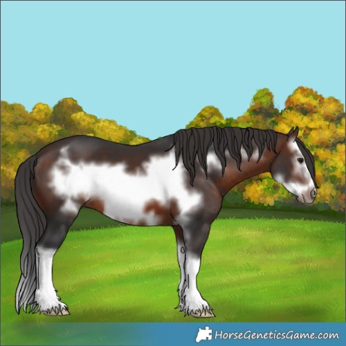 Horse Color:Brown Sabino Splash Frame 