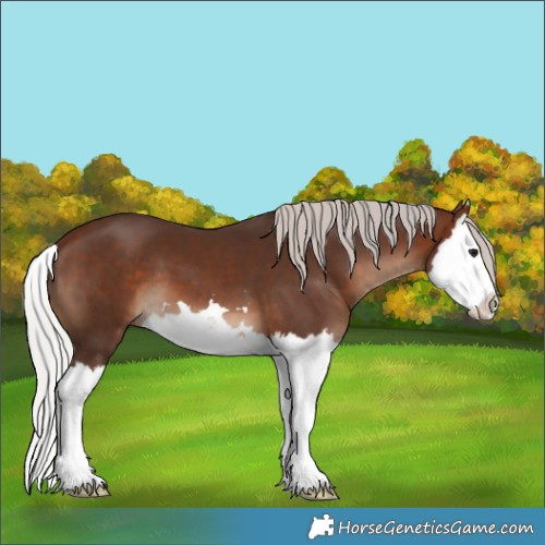 Horse Color:White Spotted Silver Brown Splash 