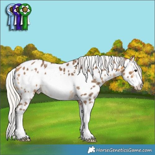 Horse Color:White Spotted Silver Buckskin Splash Frame Appaloosa 