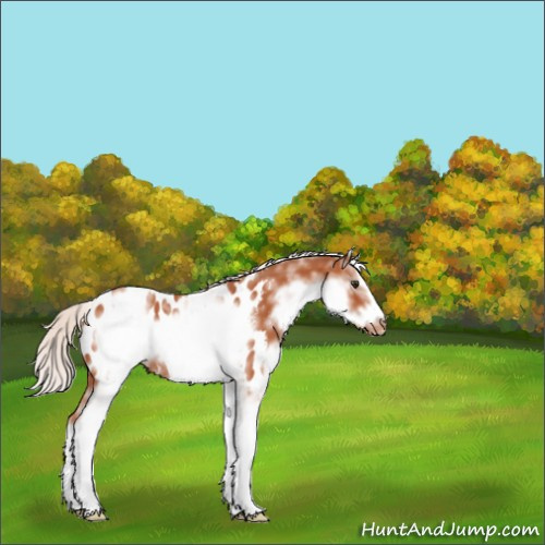 Horse Color:White Spotted Silver Bay Sabino Splash Frame Appaloosa 