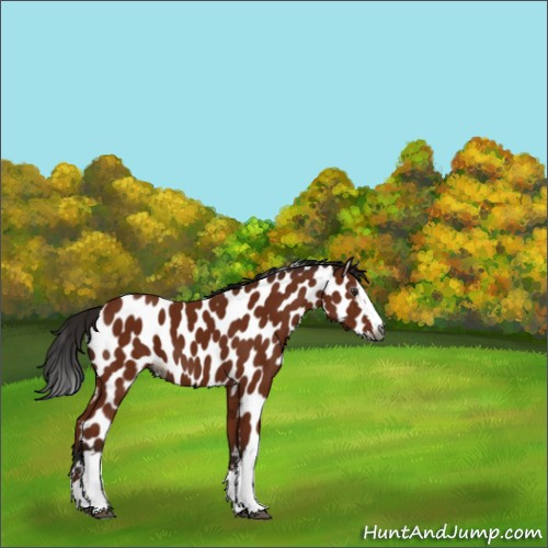 Horse Color:Gray White Spotted Bay Splash Appaloosa 