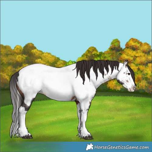 Horse Color:White Spotted Brown Splash Appaloosa 