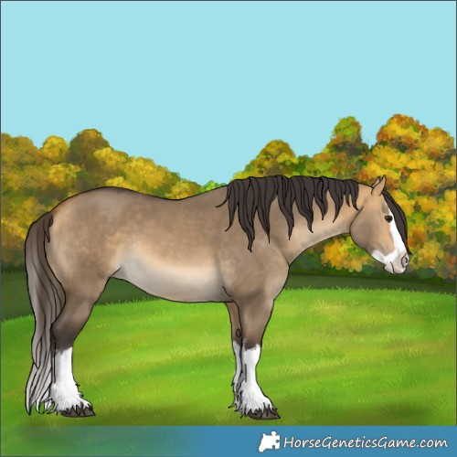 Horse Color:White Spotted Buckskin Dun Splash 