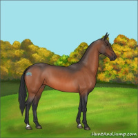 Horse Color:Bay Roan 