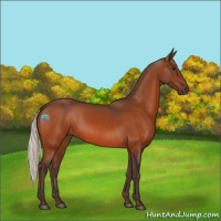 Horse Color:Silver Bay 