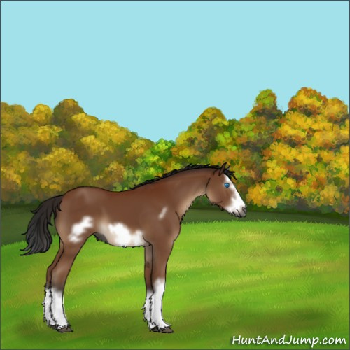 Horse Color:Gray Bay Sabino Splash Frame 