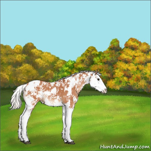 Horse Color:Silver Bay Sabino Splash 