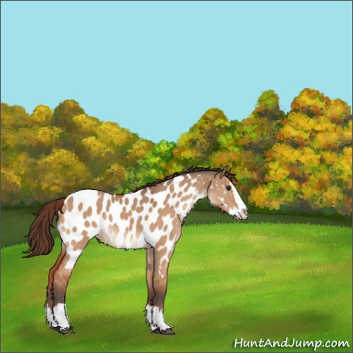 Horse Color:Bay Dun Sabino Splash Appaloosa 