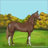 Horse Color:Gray Chestnut 