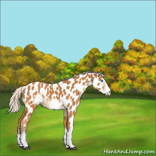Horse Color:Silver Buckskin Sabino Splash Frame Appaloosa 