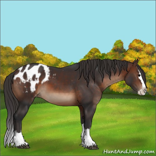 Horse Color:Brown Sabino Splash Appaloosa 
