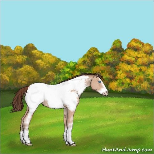 Horse Color:White Spotted Sable Champagne Splash Frame Appaloosa 