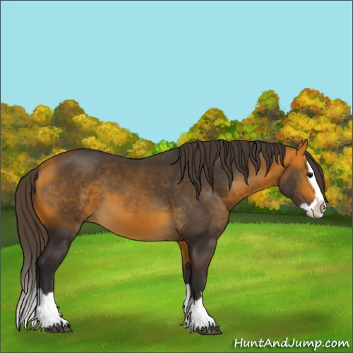 Horse Color:Buckskin Sabino Splash 
