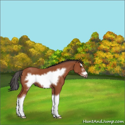Horse Color:White Spotted Brown Splash Frame 