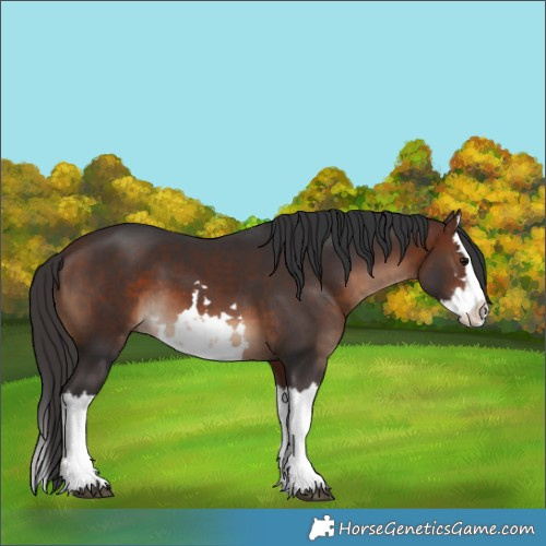 Horse Color:White Spotted Brown Splash 