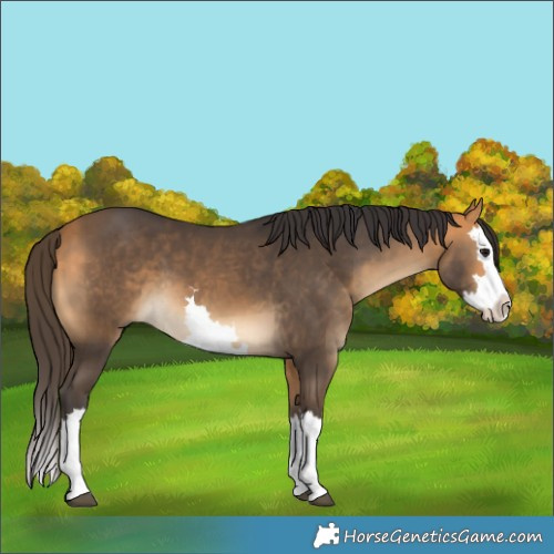 Horse Color:White Spotted Buckskin Splash 