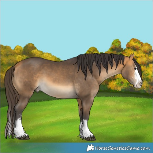 Horse Color:Buckskin Sabino Splash 