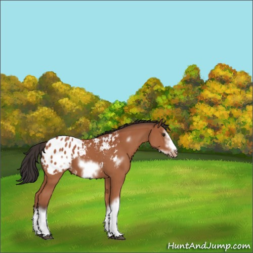 Horse Color:Bay Sabino Splash Frame Appaloosa 
