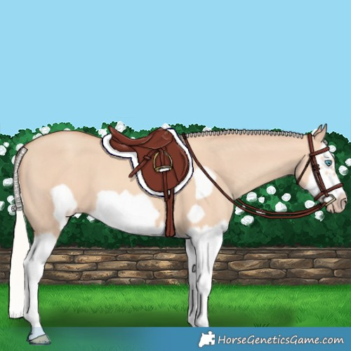 Horse Color:Silver Classic Champagne Dun Splash Frame 