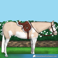 Horse Color:Silver Classic Champagne Dun Splash Frame