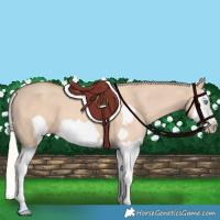 Horse Color:Silver Classic Champagne Dun Splash Frame 
