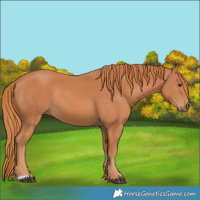 Horse Color:Chestnut Rabicano 